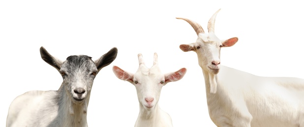 Set with cute goats on white background, banner design. Animal husbandry