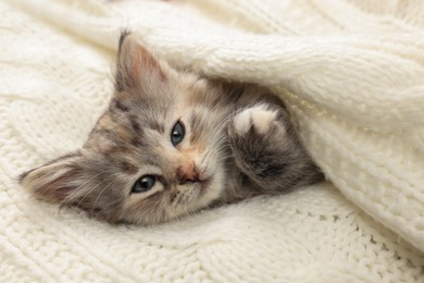 Cute kitten in white knitted blanket. Baby animal