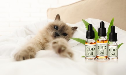 Bottles of CBD oil and cute cat relaxing on bed 