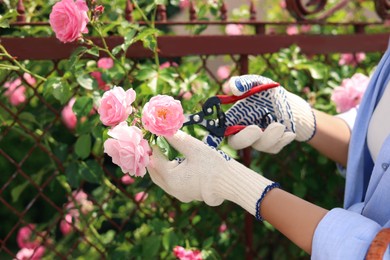 Woman pruning rose bush in blooming garden, closeup