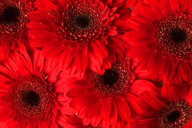 Bouquet of beautiful red gerbera flowers as background, closeup