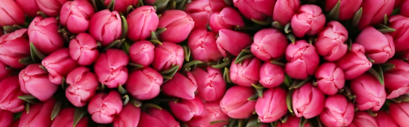 Image of Fresh beautiful tulips as background. Horizontal banner design