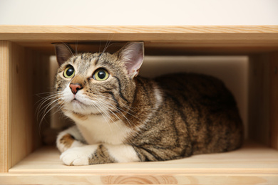 Cute tabby cat on wooden shelf. Friendly pet