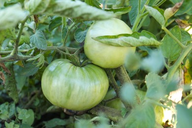 Photo of Beautiful green tomato plant growing in garden, closeup