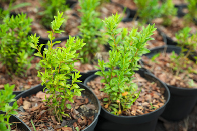Green tree seedlings in pots, closeup. Planting and gardening