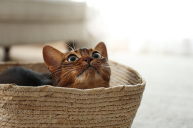 Beautiful Abyssinian cat in basket indoors. Lovely pet