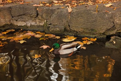 Photo of Beautiful duck in pond and yellow leaves in park