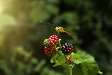 Dragonfly on branch with unripe blackberries outdoors, closeup