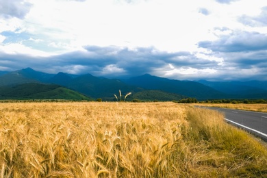 Picturesque view of wheat field and cloudy sky