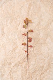 Branch with autumn leaves on parchment paper, top view
