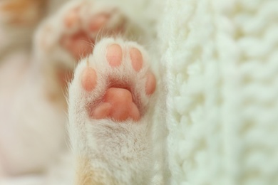 Photo of Little kitten on knitted blanket, closeup view of paws
