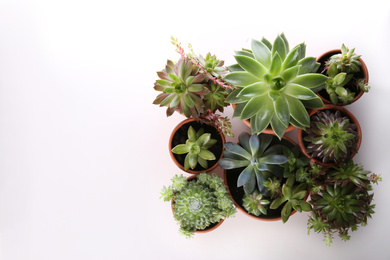 Photo of Beautiful potted echeverias on white background, flat lay with space for text. Succulent plants