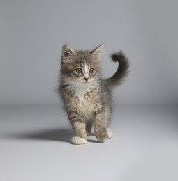 Cute fluffy kitten on white background. Baby animal