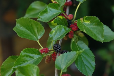 Tree branch with unripe mulberries outdoors, closeup