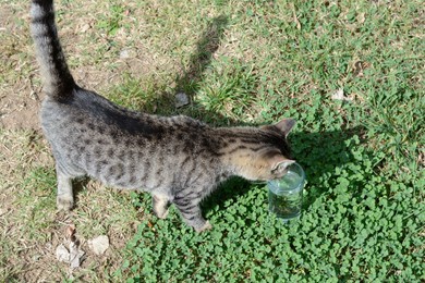 Lonely stray cat drinking water on green grass. Homeless pet