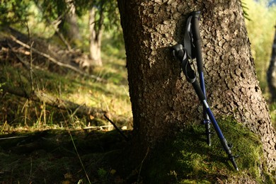 Trekking poles near tree in forest. Space for text