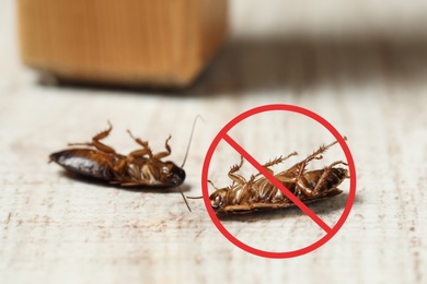 Dead cockroaches with red prohibition sign on floor. Pest control