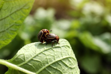 Colorado potato beetles on green plant outdoors, closeup. Space for text