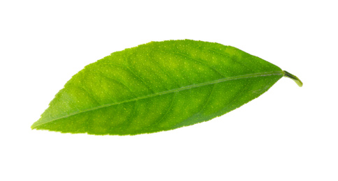 Fresh green citrus leaf isolated on white