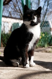 Cute black and white cat near fence on sunny day
