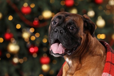 Photo of Cute dog covered with plaid in room decorated for Christmas, closeup