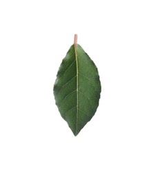 Photo of One fresh bay leaf isolated on white