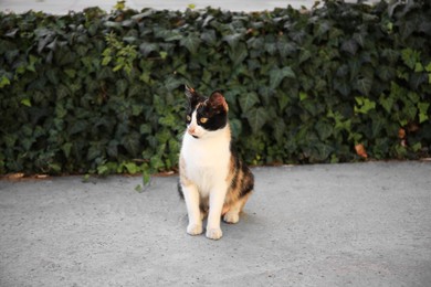 Stray cat on city street outdoors. Homeless animal