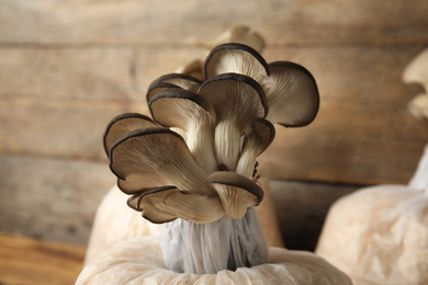 Oyster mushrooms growing in sawdust on wooden table, closeup. Cultivation of fungi