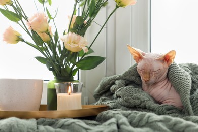 Beautiful Sphynx cat wrapped in soft blanket sleeping near window at home. Lovely pet