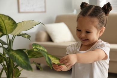Little girl playing with houseplant at home