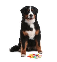 Vitamins for pets. Cute dog and different pills on white background