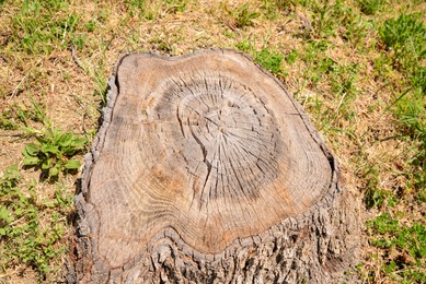 Tree stump surrounded by green grass outdoors