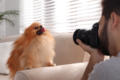 Professional animal photographer taking picture of beautiful Pomeranian spitz dog indoors, closeup
