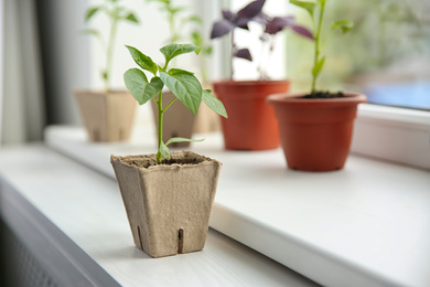 Green pepper seedling in peat pot on window sill indoors