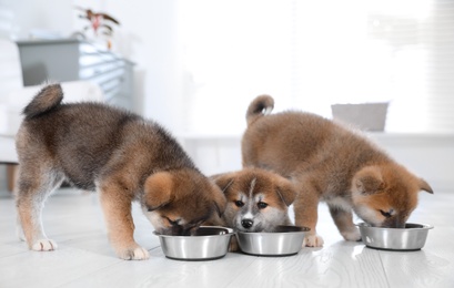 Adorable Akita Inu puppies eating from feeding bowls indoors
