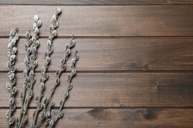 Beautiful pussy willow branches on wooden background, flat lay. Space for text