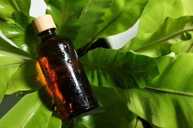 Wet glass bottle of cosmetic product on green leaves, top view