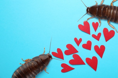 Valentine's Day Promotion Name Roach - QUIT BUGGING ME. Cockroaches and red paper hearts on light blue background, flat lay 