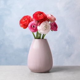 Beautiful fresh ranunculus flowers in vase on white table near color wall