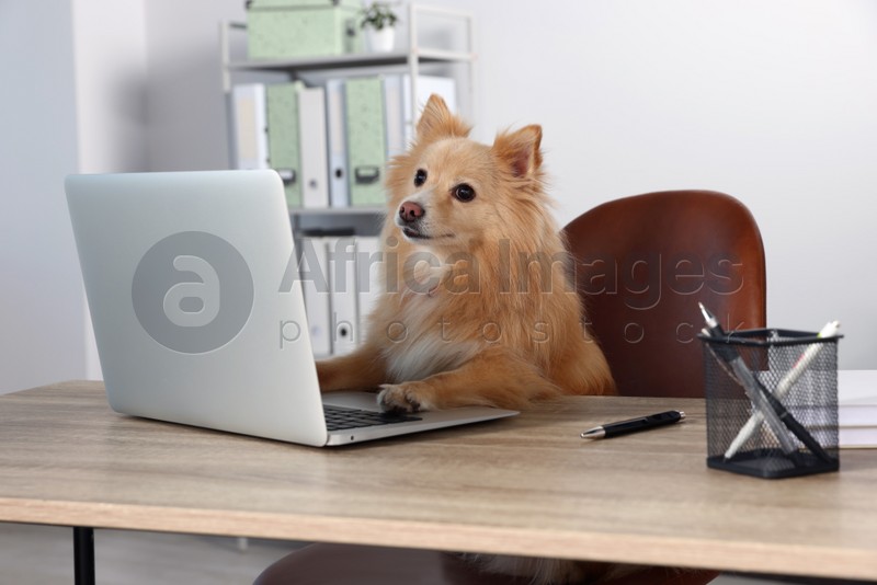 Cute Pomeranian spitz dog at table in office