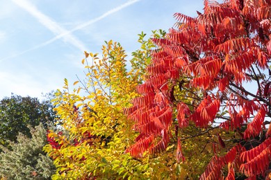 Trees with red and yellow foliage under blue sky. Autumn season