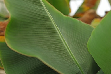 Photo of Closeup view of green tropical leaves. Home gardening