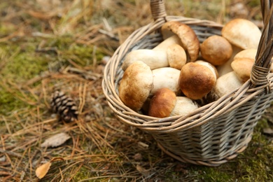 Photo of Basket full of fresh porcini mushrooms in forest, closeup