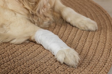 Cute golden retriever with bandage on paw at home, closeup