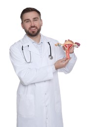 Doctor demonstrating model of female reproductive system on white background. Gynecological care