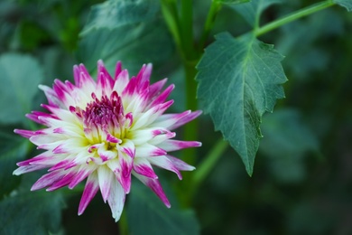 Beautiful blooming violet dahlia flower in green garden, closeup. Space for text