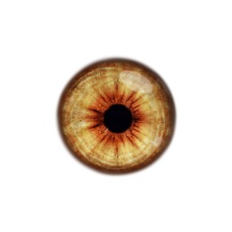 Image of Closeup of beautiful brown eye on white background