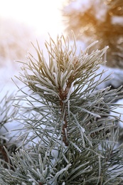 Conifer tree branch covered with hoarfrost outdoors on winter morning, closeup