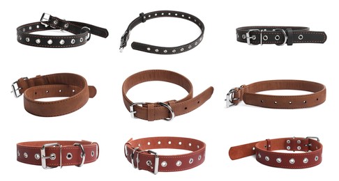Set with different leather dog collars on white background