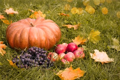 Ripe pumpkin, fruits and maple leaves on green grass outdoors, space for text. Autumn harvest